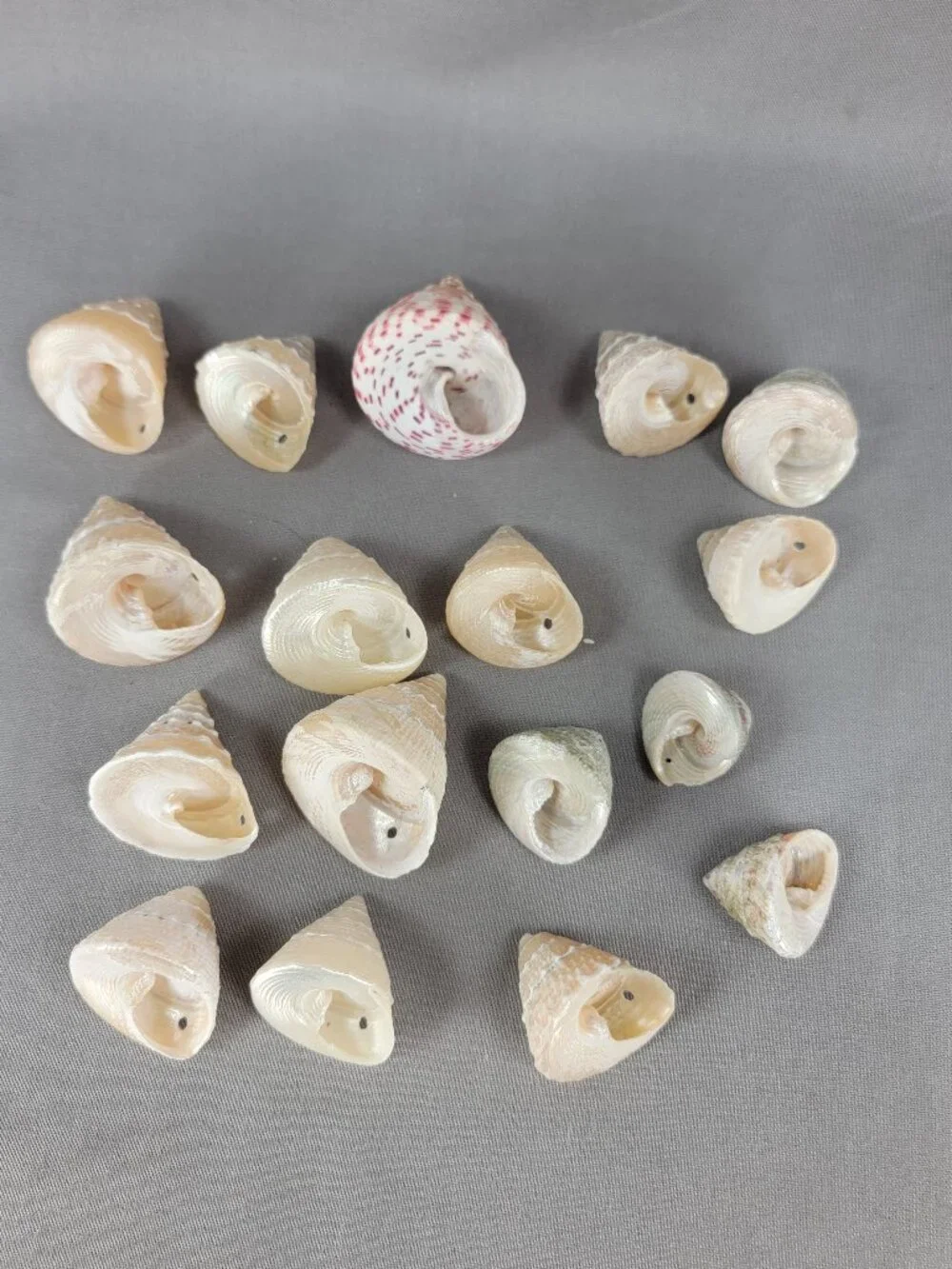 Top Trochus Shell Seashell Lot of 17 Nautical Beach Ocean Decor Crafts